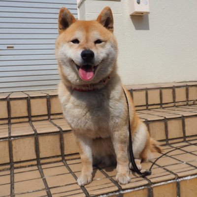 shibainu_komugi Profile Picture