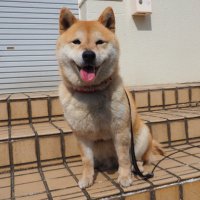 柴犬の小麦さん(@shibainu_komugi) 's Twitter Profileg