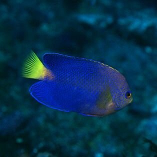 三重県の真ん中辺りで活動中。身近な訪問先や四季の風物を発信します。元々グーグルマップのマーカーに投稿していましたが、ある時異常に気づきこの異常事態を人々に知らせ拡散し犯人を糾弾する為に參りました。その異常とは古くから知られた寺社や観光地のマーカーを消してその後自分の写真とクチコミだけに置き換えてしまうならず者の存在です