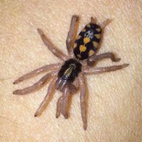 Tarantulas /╲/\( •̀ ω •́ )/\╱\ (@exoticslair) 's Twitter Profile