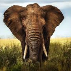 Hi! Our mission is to save the beautiful elephants from becoming extinct due to poaching. If you want to help check us out at https://t.co/w4Nxb8A5zf