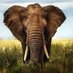 Save The Tusks (@savethetuskss) Twitter profile photo Save The Tusks (@savethetuskss) Twitter profile photo