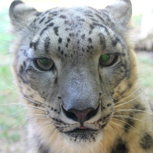 The coolest Snow Leopard in the 423! Currently staying at the Chattanooga Zoo…until I get hungry.