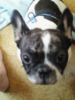 kotodama2's profile picture. 