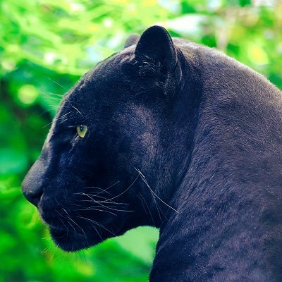 Hi everyone. Am Z the panther. My big bro @andyburgos129 I do have an art account but I can't go on it I don't know why.