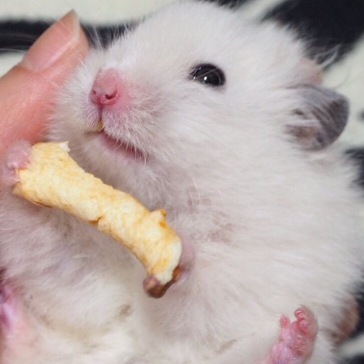 しぐれ ハム垢 閲覧 No Twitter この子はほんと 食っちゃ寝ばかり ノ 回し車も乗らないし ご飯以外寝てるし タダでさえ太りやすいのにもうっ A ハムスター ジャンガリアンハムスター 黄色 食っちゃ寝 おでぶ 可愛い しぐれ ハム垢 閲覧 No Twitter この子はほんと 食っちゃ寝ばかり ノ 回し車も乗らないし ご飯以外寝てるし タダでさえ太りやすいのにもうっ A ハムスター ジャンガリアンハムスター 黄色 食っちゃ寝 おでぶ 可愛い
