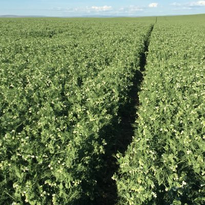 SilversageF's profile picture. 