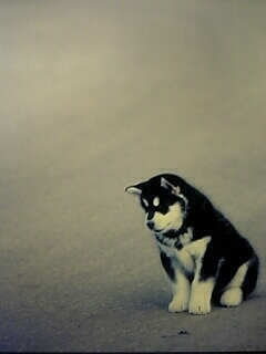 pochi0114's profile picture. 