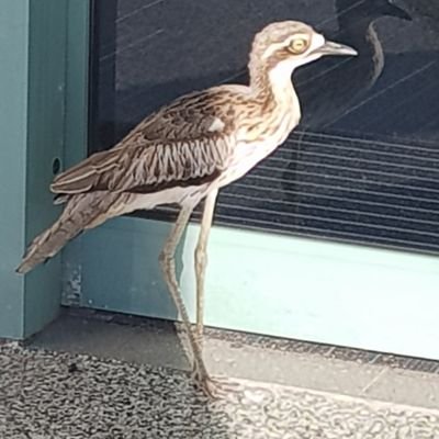 Jacqui_Drescher's profile picture. 