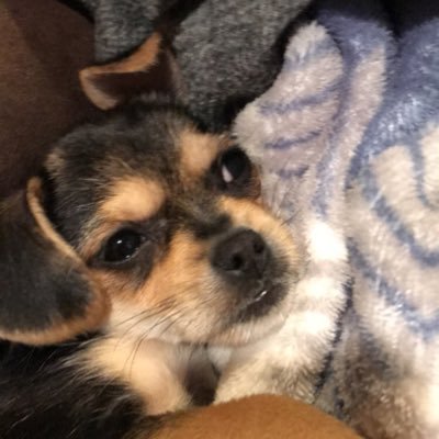 I have a dog and his name is Scrappy Doo