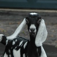 Betty Torrey(@goatblockchain) 's Twitter Profile Photo