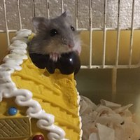sasami (@sasae_kabobo) 's Twitter Profile