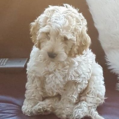 AndyBHoughton's profile picture. Dad, husband, son, brother