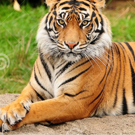 Pankajavs's profile picture. 