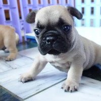 YoLin (@nosorrowkimo) 's Twitter Profile