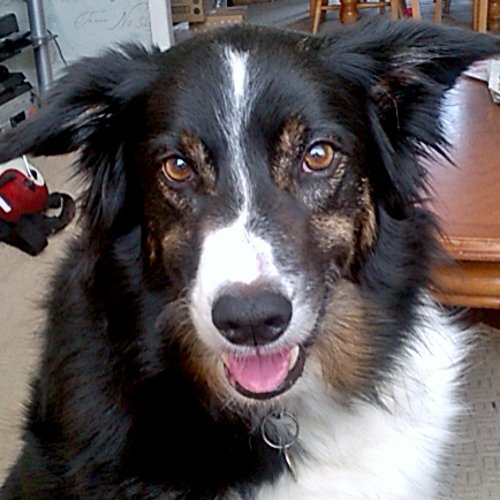 Brodiethedog01's profile picture. Hi im Brodie the border collie