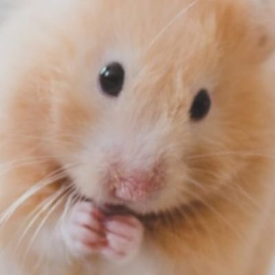 Calling All HAMSTERS!
Here are some of the cutest hamsters around.