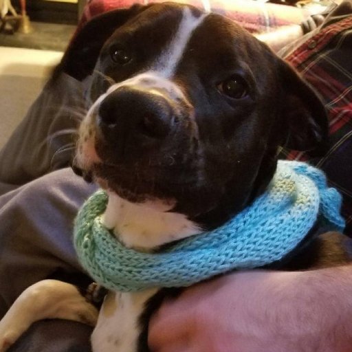 truzzl's profile picture. 