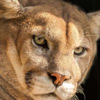 Cibola Athletics (@cibolasportshof) 's Twitter Profile Photo