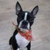 Roxy The Boston (@_roxytheboston) Twitter profile photo