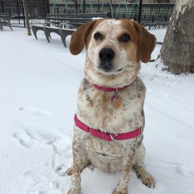 digitaldaugie's profile picture. Producer Director Cameraman Baseball fan.