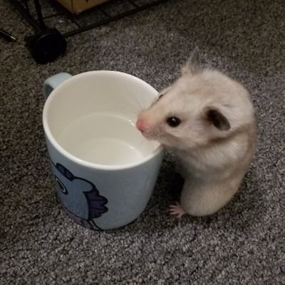 fizzさんのプロフィール画像