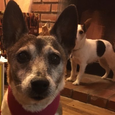 DerekLovesJRTs's profile picture. PSSQA-A Lead Compliance Analyst @ Sony Interactive Entertainment of America | Lover of dogs and video games | FGC stream monster. My tweets are my own opinions