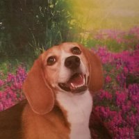 Random Muffin (@random_muffinyt) 's Twitter Profile