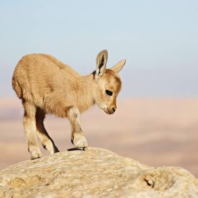 ימין מתון. ציוני.  ממשלת החורבן צריכה ללכת. המהפיכה המשטרית לא תעבור.

Graph Theory/Computer Vision/AI

History, especially Roman.