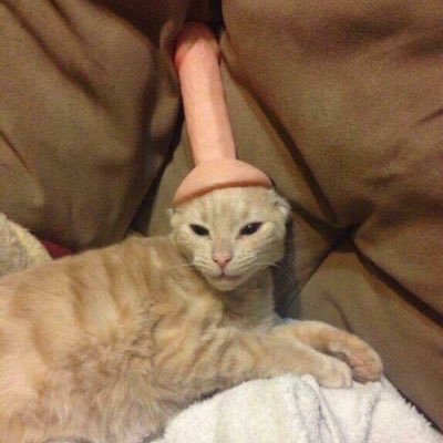 asaperal's profile picture. ANNOYING