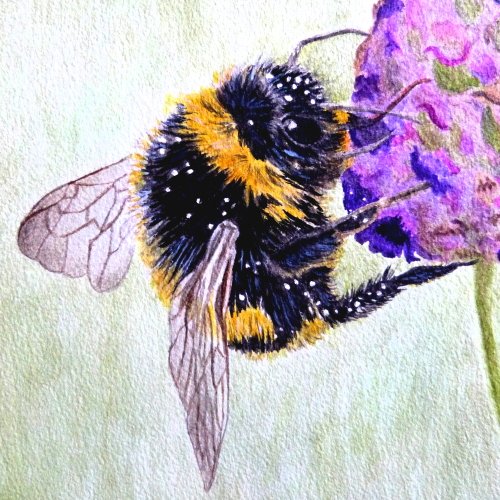 Love being an Aunt, Wildlife/Nature, Photography, Painting/Drawing,  Gardening & Growing Bee friendly plants.  #RSPB member.