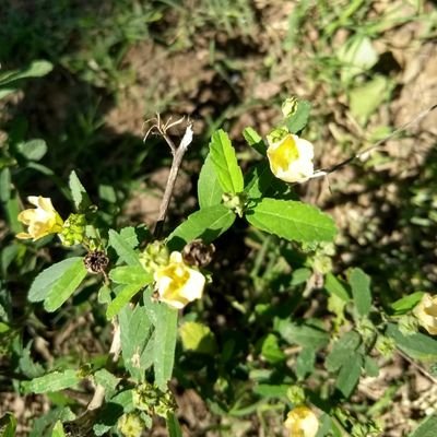 Anala56420012's profile picture. Rosario