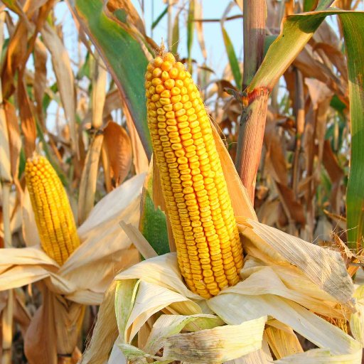 Keen on corn; huge advocate of ethanol!