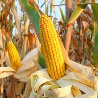 Corn King (@cornkingethan3) 's Twitter Profile