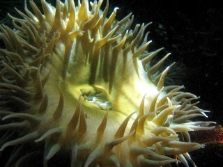 Bnthc1's profile picture. petroleum geologist