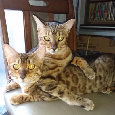 ベンガルのヤマト&姫をこよなく愛する主婦ナース