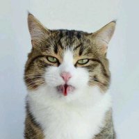 газированный борщ (@putilin_ilya) Twitter profile photo