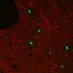 Christian Lab (@dcaddictionlab) Twitter profile photo Christian Lab (@dcaddictionlab) Twitter profile photo