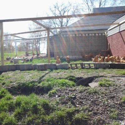 We’re a family run chicken farm out of Galesburg Illinois.Jams,breads and eggs are produced and sold on a weekly basis. Galesburg market instagram and Facebook