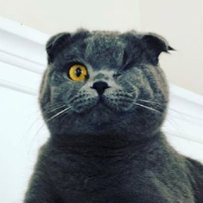 Philosopher/ One-Eyed Cat 😺 “Half the eyesight, twice the insight.”