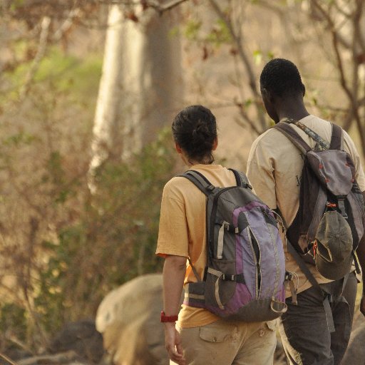 PhD student at @UniExeCornwall @uniexecec & @MolEcolCU researching Western chimpanzees in Cantanhez NP, Guinea-Bissau 💩📷 | With @GW4plusDTP