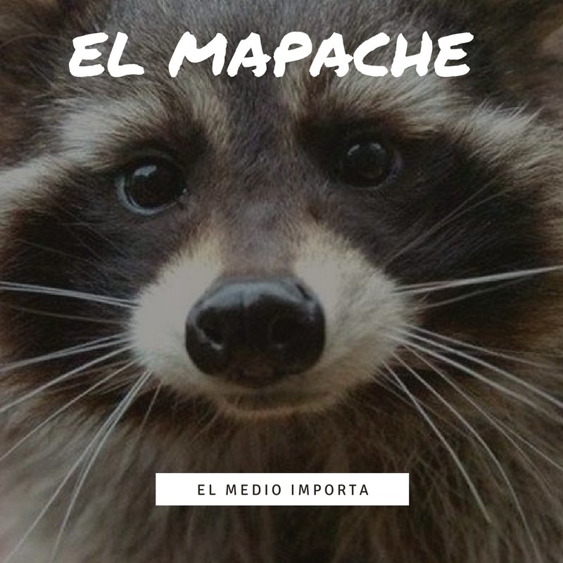 elmapache1980's profile picture. Mamífero irreverente, con la firme convicción de hacer feliz a mis amigos y hacer mierda a mis enemigos