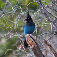 Ben Hendrickson (@bendricksonbird) 's Twitter Profile