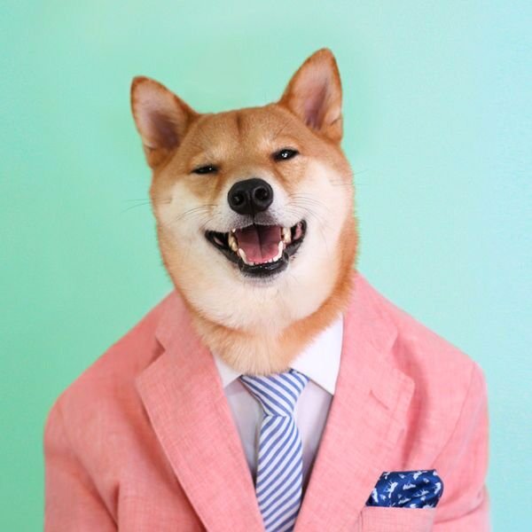 Dog_SimonPan's profile picture. I'm a single dog