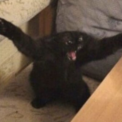 reptipato's profile picture. que pedo perros este es mi twitter y me lo cree hace 2 días xd, quería decir que si eres gringo vale madres vete de mi cuenta coshino y si no pús no