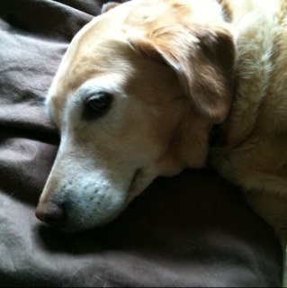 Leyden1's profile picture. 