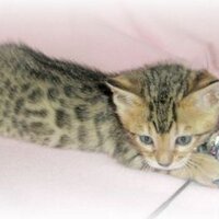 Nevaeh Bengals(@Bengalkittensuk) 's Twitter Profile Photo