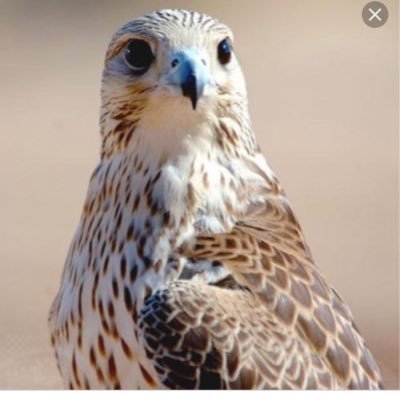 mNS3qYCpp5m7rPK's profile picture. شيهانه بمعنى الكلمه