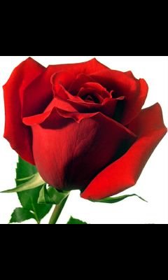 CarmenRabanete's profile picture. 