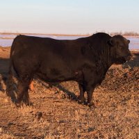 Jason Muhlbach (@jacecattle) 's Twitter Profile